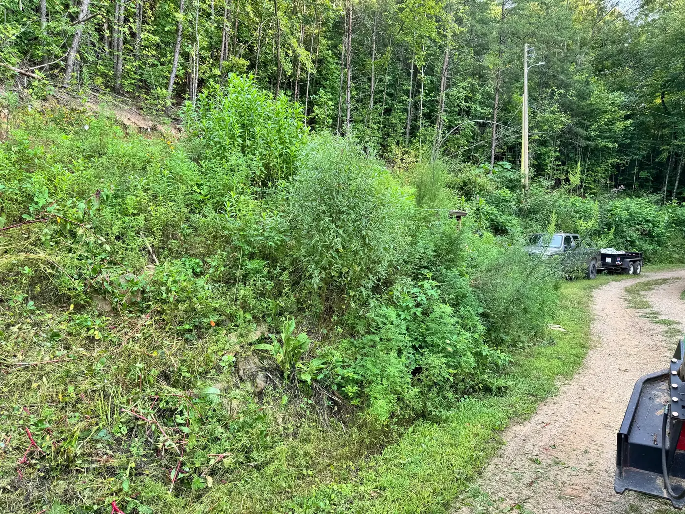 Before: overgrown bank of tall weeds, briars and shrubs beside a gravel driveway