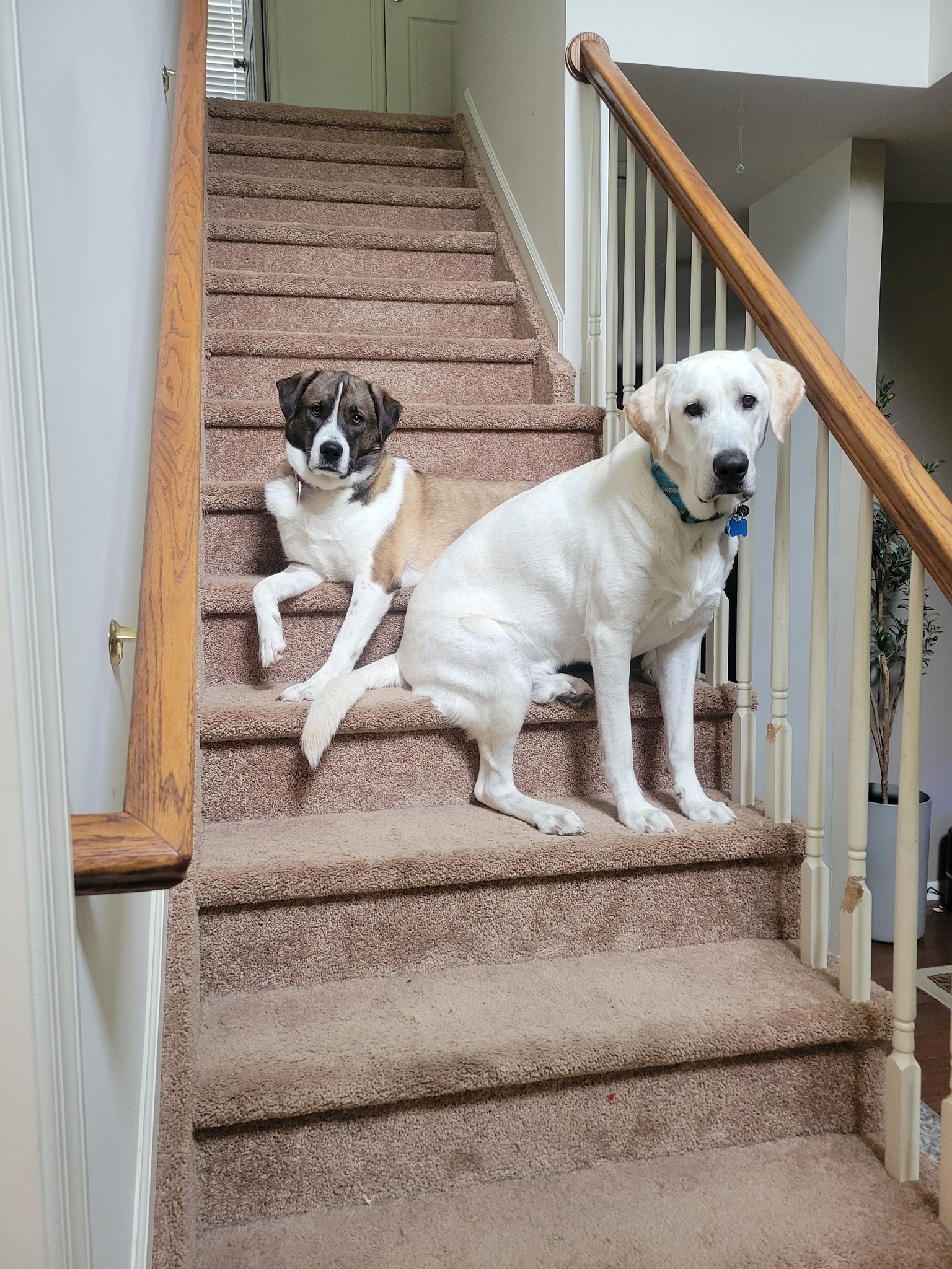 Dani and Jake, Erin's dogs